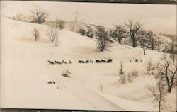 Team Clearing Snow-covered road, Mount Hamilton #2 Postcard