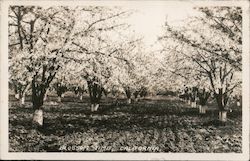 Blossom time Postcard