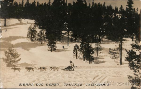 Sierra Dog Derby Truckee California