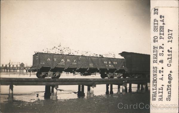 Whalebones Ready to Ship By Rail San Diego California