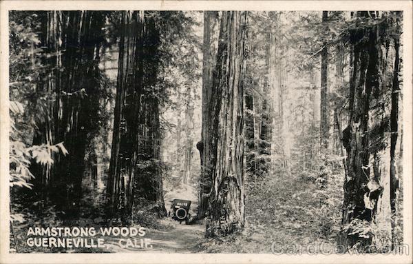 Armstrong Woods Guerneville California