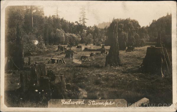 Redwood Stumps Guerneville California