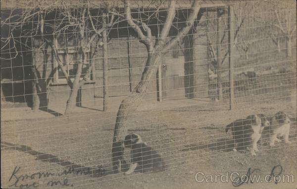 Three Puppies Behind a Fence Guerneville California