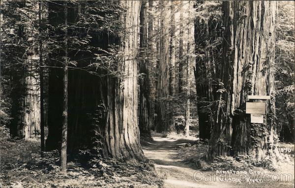 Armstrong Grove Russian River Guerneville California