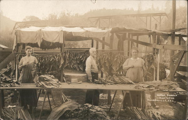 Tobacco Plantation Guerneville California