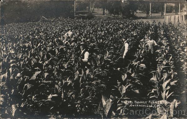 Hetzel Tobacco Plantation Guerneville California