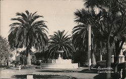 Palm Trees and a Fountain Postcard
