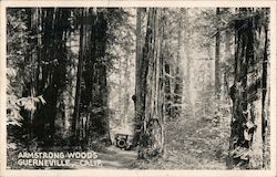 Armstrong Woods Postcard