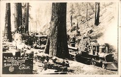 "Early Days" in the Redwoods Postcard