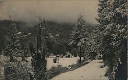 A Snowy Field of Trees Postcard