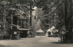 Several Tents in the Woods Postcard