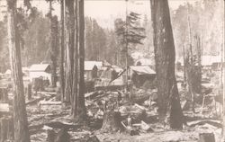 Trees that have been Cut Down Postcard