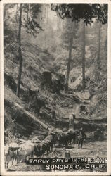 Early Days in the Redwoods - Sonoma County Postcard
