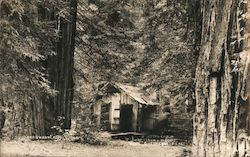 Deserted Cabin Armstrong Woods Postcard