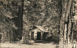 Deserted Cabin Armstrong Woods Guerneville, CA Postcard Postcard Postcard