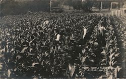 Hetzel Tobacco Plantation Postcard