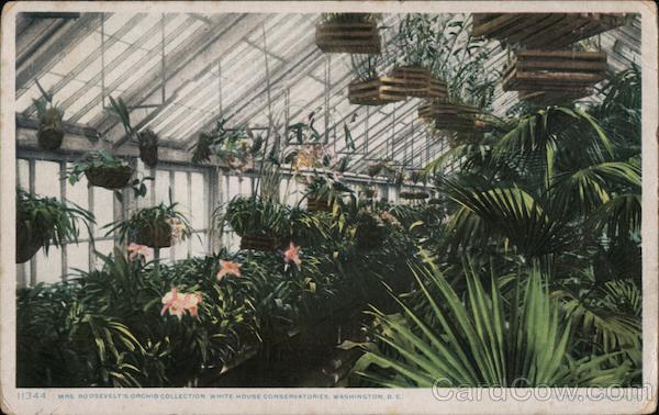 Edith Roosevelt's Orchid Collection, White House Conservatories Washington District of Columbia