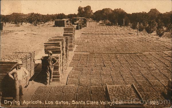 Drying Apricots in the Santa Clara Valley Los Gatos California