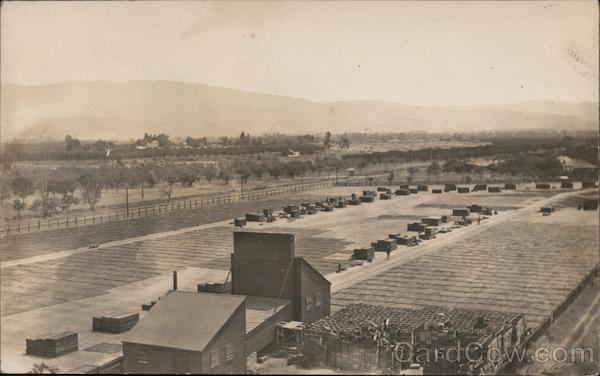 Apricot Drying Campbell California