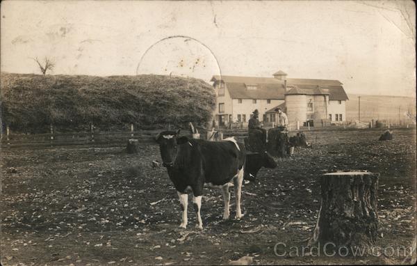 Cows in a Pasture Agnew California
