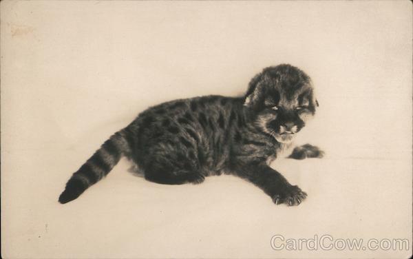 Baby Lion at 7 Days Old Yosemite California