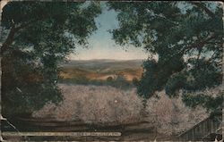 Glimpse of prunes in blossom near San Jose, Cal. Postcard