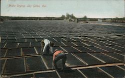 Prune Drying, Los Gatos, Cal. California Postcard Postcard Postcard