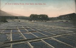 20 Acres of Drying Prunes, Home Ranch Los Gatos, CA Postcard Postcard Postcard