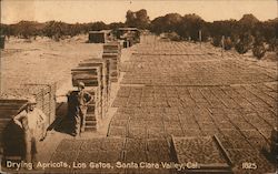 Drying Apricots in the Santa Clara Valley Postcard