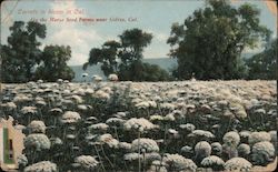Carrots in Bloom On the Morse Seed Farms Gilroy, CA Postcard Postcard Postcard