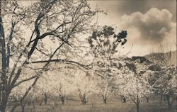 Orchard, Blossoms Postcard