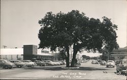 The Oak Tree Los Altos, CA Postcard Postcard Postcard