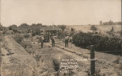 Scene on the Ranch Near Willows Glenn Postcard