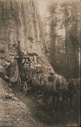 Horse Drawn Wagon Through the Wawona Tunnel Tree Postcard
