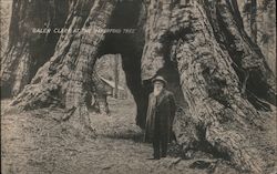 Galen Clark at the Haverford Tree Yosemite, CA Postcard Postcard Postcard