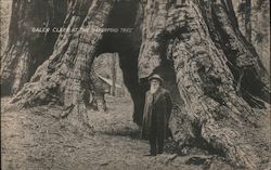 Galen Clark at the Haverford Tree Postcard