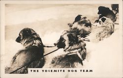 The Yosemite Dog Team Postcard