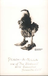 Peach-a-Rilla, One of "The Birdman's" Wild Gazoobas Yosemite, CA Herbert Sonn Postcard Postcard Postcard