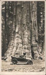 Car in Front of a Redwood Tree Postcard
