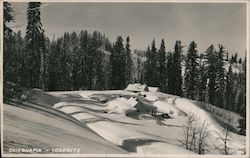 Chinquapin - Yosemite Postcard