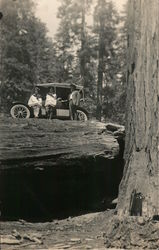 Early Auto Driving on Huge Fallen Redwood Postcard