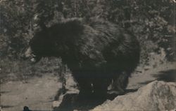 Large Bear Postcard