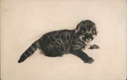 Baby Lion at 7 Days Old Postcard