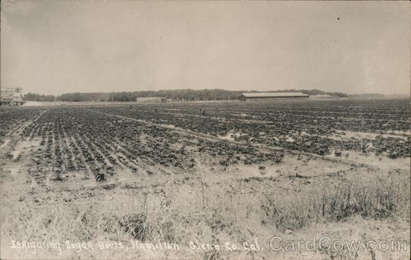 Irrigating Sugar Beets Hamilton California
