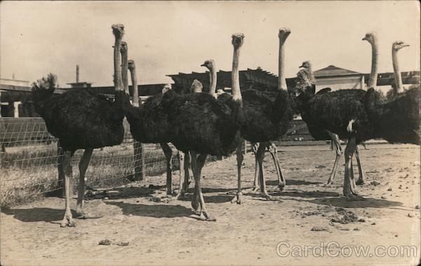 Ostriches in a pen California