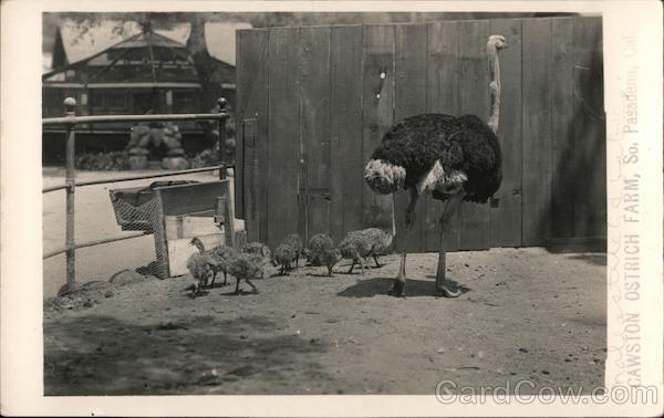 Cawslon Ostrich Farm Pasadena California