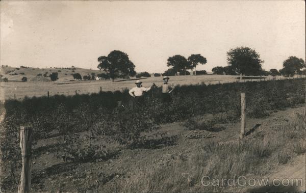 Paso Robles, Calif., 1910 Two men standing in a garden field California