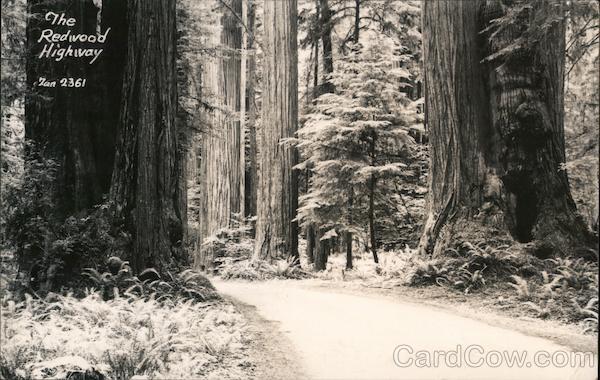 The Redwood Highway California
