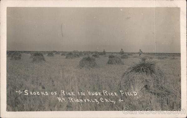 Shocks of Rice in Huge Rice Field Richvale California