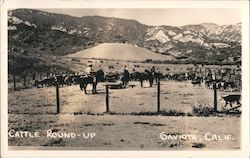 Cattle Round-Up Postcard